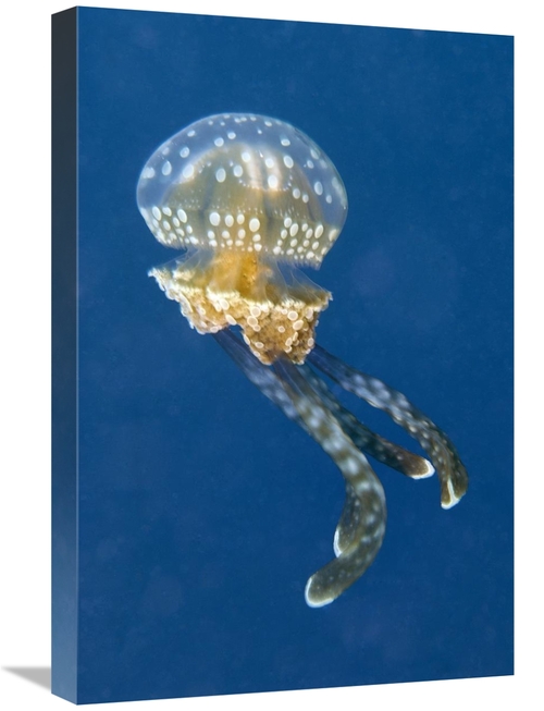 Global Gallery GCS-397587-1624-142 16 x 24 in. Colourful, Poisonou