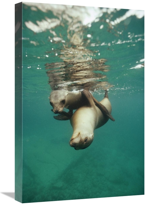 Global Gallery GCS-451314-1624-142 16 x 24 in. California Sea Lion Juv