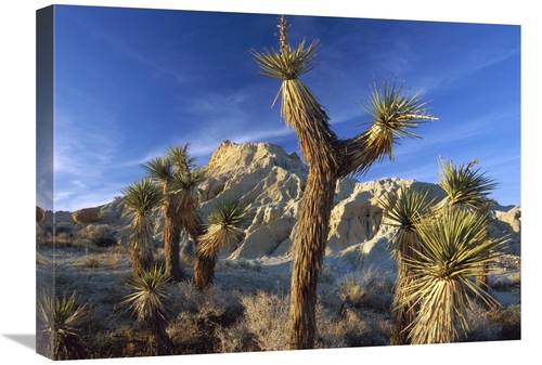 Global Gallery GCS-396430-1824-142 18 x 24 in. Joshua Trees in Red Roc