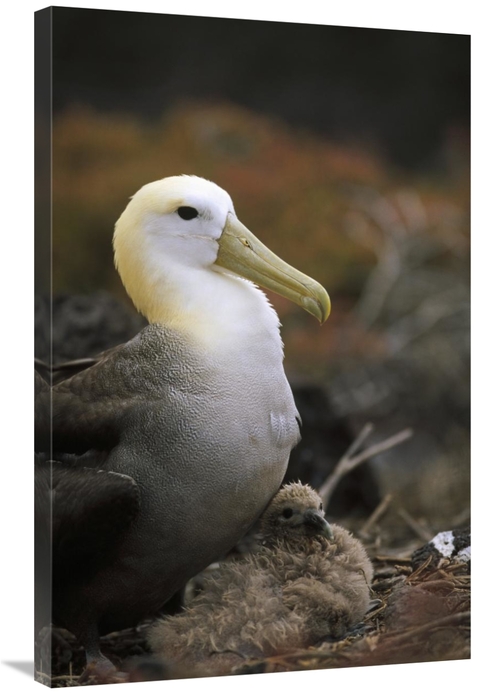 Global Gallery GCS-451406-2436-142 24 x 36 in. Waved Albatross Guardin