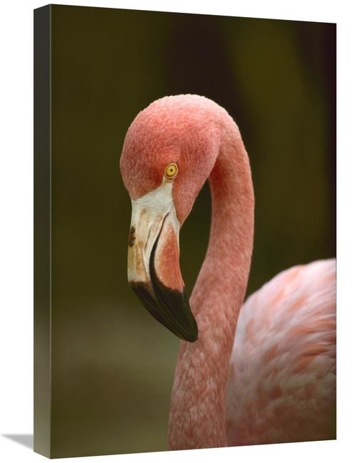 Global Gallery GCS-395974-1624-142 16 x 24 in. Greater Flamingo, C