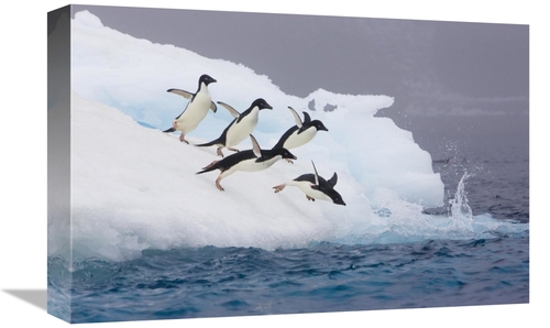 Global Gallery GCS-395824-1218-142 12 x 18 in. Adelie Penguin Diving O