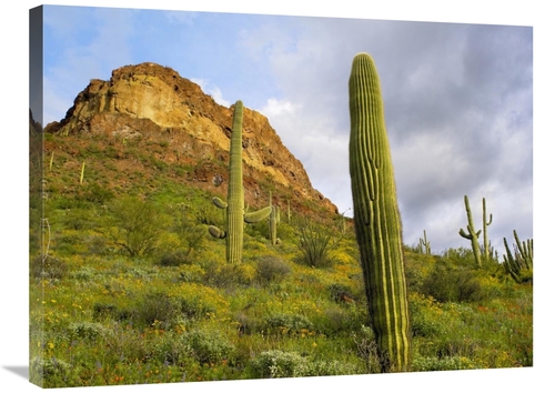 Global Gallery GCS-396967-2432-142 24 x 32 in. Organ Pipe Cactus Organ