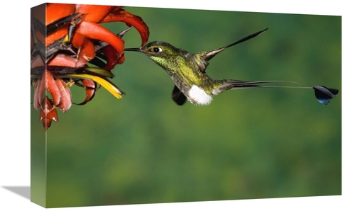 Global Gallery GCS-398314-1218-142 12 x 18 in. Booted Racket-Tail Humm