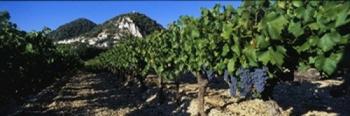 Panoramic Images PPI50985L Cote Du Rhone Vineyard  Provence  France Po