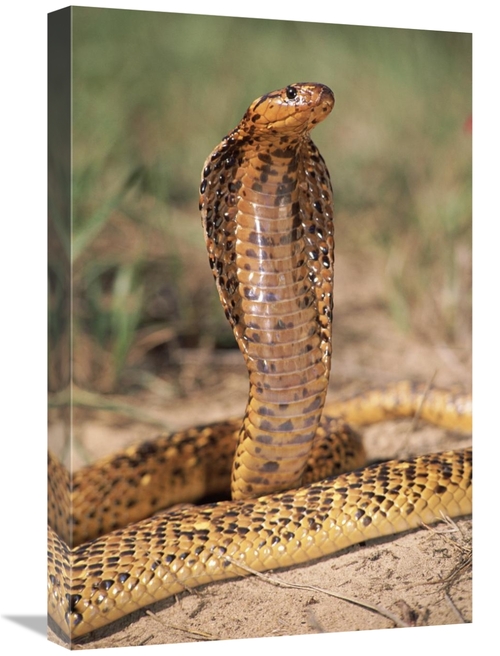 Global Gallery GCS-397247-1624-142 16 x 24 in. Cape Cobra Speckled Mor