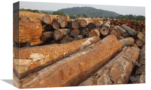 Global Gallery GCS-398092-1218-142 12 x 18 in. Logged Timber From the 