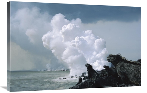 Global Gallery GCS-451042-2436-142 24 x 36 in. Marine Iguanas with Ste