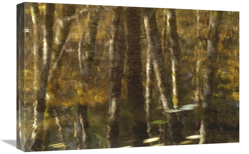 Global Gallery GCS-395738-1624-142 16 x 24 in. Reflection of Red Alder