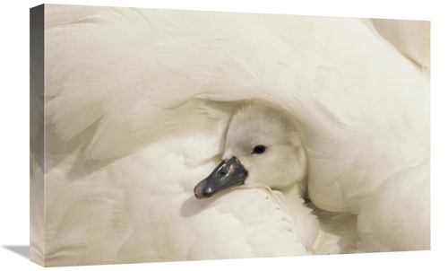 Global Gallery GCS-395573-1624-142 16 x 24 in. Mute Swan Cygnet Under 