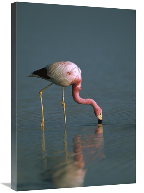 Global Gallery GCS-453168-2030-142 20 x 30 in. Andean Flamingo Feeding