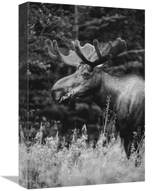 Global Gallery GCS-461478-1218-142 12 x 18 in. Alaska Moose Feeding on