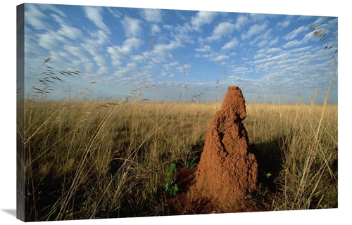 Global Gallery GCS-451572-2436-142 24 x 36 in. Termite Mound in Open C