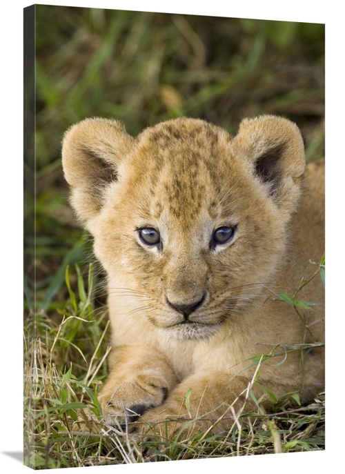 Global Gallery GCS-395853-2436-142 24 x 36 in. African Lion Five Week 