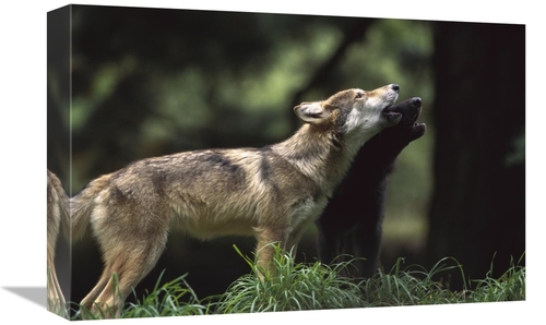 Global Gallery GCS-452998-1218-142 12 x 18 in. Timber Wolf Pups Howlin