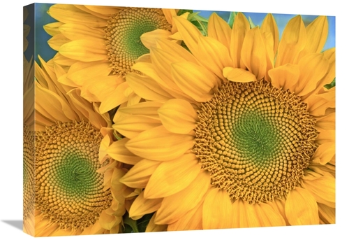 Global Gallery GCS-396747-1824-142 18 x 24 in. Common Sunflower Group 