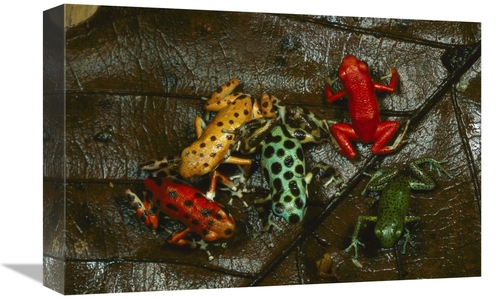 Global Gallery GCS-450776-1218-142 12 x 18 in. Strawberry Poison Dart 