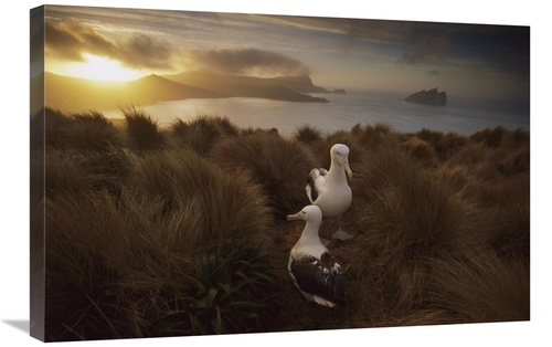 Global Gallery GCS-451825-2030-142 20 x 30 in. Southern Royal Albatros