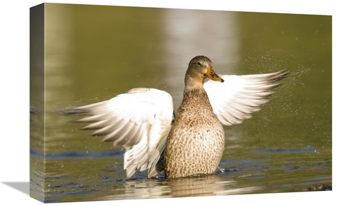 Global Gallery GCS-397394-1218-142 12 x 18 in. Mallard Female Stretchi