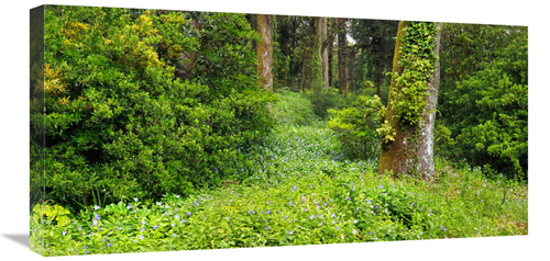 Global Gallery GCS-486611-30-142 30 in. Sintra Art Print - Vic Schende