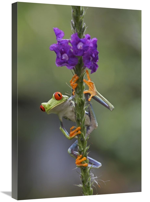 Global Gallery GCS-396307-2030-142 20 x 30 in. Red-Eyed Tree Frog Clim