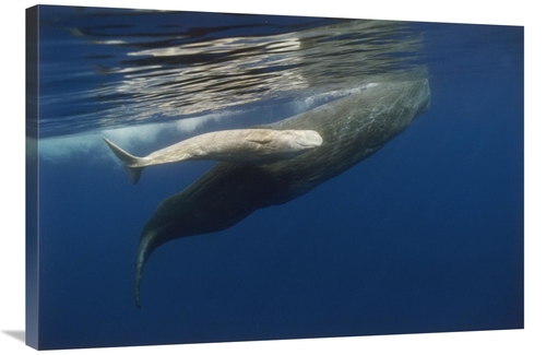 Global Gallery GCS-450785-2436-142 24 x 36 in. Sperm Whale Mother & Al