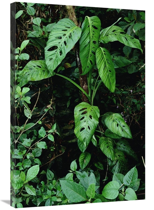 Global Gallery GCS-450691-2436-142 24 x 36 in. Monstera VIne Growing A