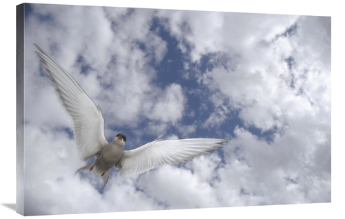 Global Gallery GCS-451894-2436-142 24 x 36 in. Arctic Tern Flying Agai