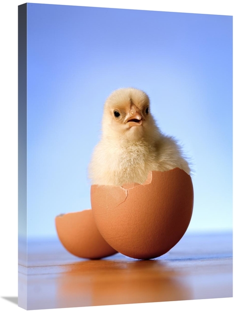 Global Gallery GCS-395702-30-142 30 in. Domestic Chicken Hatchling in 