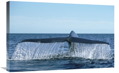 Global Gallery GCS-451104-2030-142 20 x 30 in. Blue Whale Tail, Se