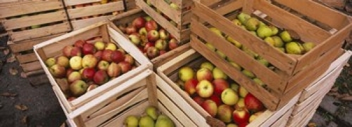 Panoramic Images PPI101426L High angle view of harvested apples in woo