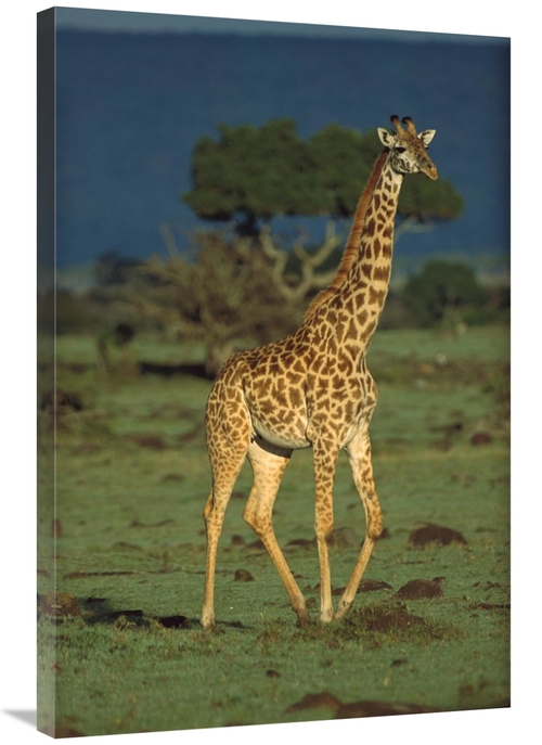 Global Gallery GCS-451981-2436-142 24 x 36 in. Giraffe Portrait, K