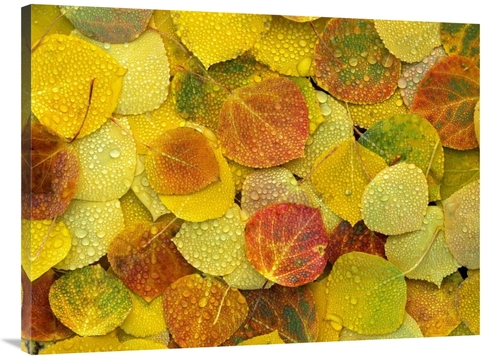 Global Gallery GCS-397014-3040-142 30 x 40 in. Fallen Autumn Colored A
