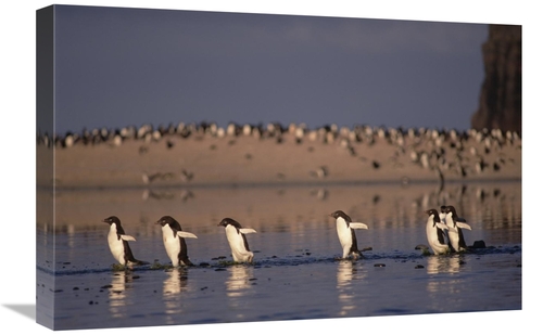 Global Gallery GCS-451262-1624-142 16 x 24 in. Adelie Penguin Group Co