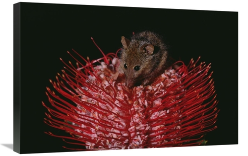 Global Gallery GCS-452930-2030-142 20 x 30 in. Honey Possum Feeding on