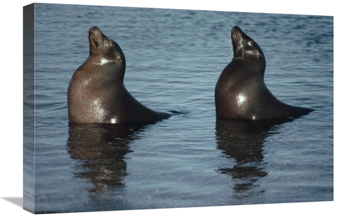 Global Gallery GCS-451187-1624-142 16 x 24 in. Galapagos Sea Lion Pair