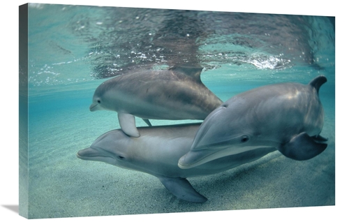 Global Gallery GCS-450669-2030-142 20 x 30 in. Bottlenose Dolphin Unde