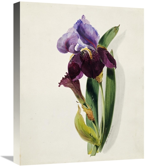 Global Gallery GCS-268111-22-142 22 in. A Flag Iris Art Print - Thomas