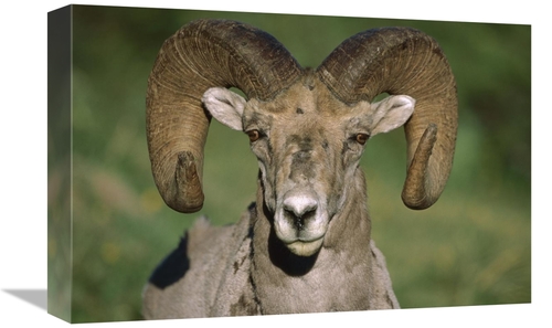 Global Gallery GCS-452207-1218-142 12 x 18 in. Bighorn Sheep Close-Up&