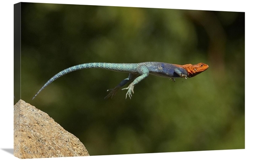 Global Gallery GCS-450885-2030-142 20 x 30 in. Red-Headed Rock Agama M