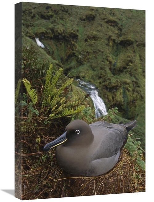 Global Gallery GCS-451800-1624-142 16 x 24 in. Sooty Albatross Nesting