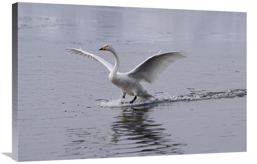 Global Gallery GCS-452350-2436-142 24 x 36 in. Whooper Swan Landing on
