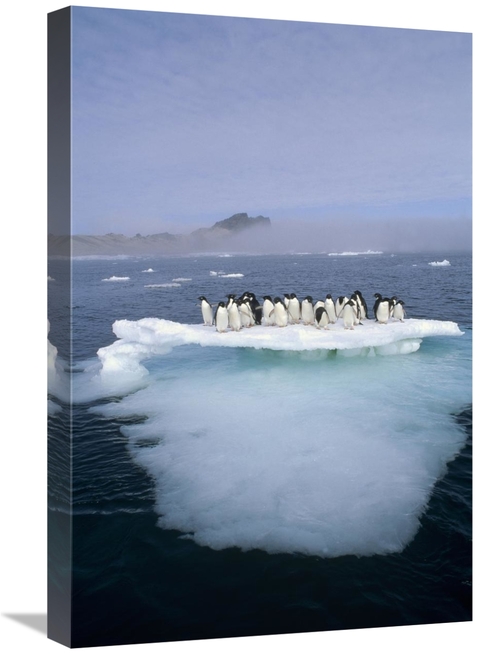 Global Gallery GCS-395666-1624-142 16 x 24 in. Adelie Penguin Group Cr
