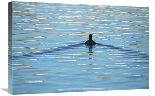 Global Gallery GCS-452548-2030-142 20 x 30 in. Coot Swimming Away,