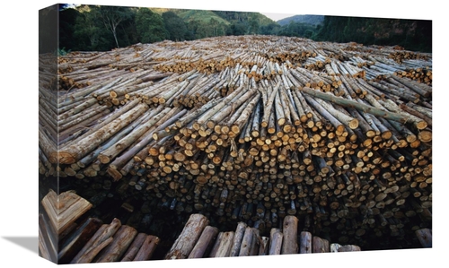 Global Gallery GCS-397737-1218-142 12 x 18 in. Gum Tree Lumber, th