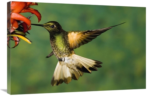 Global Gallery GCS-398310-2436-142 24 x 36 in. Buff-Tailed Coronet Hum
