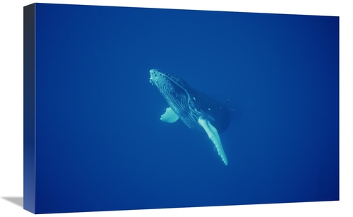 Global Gallery GCS-451024-1624-142 16 x 24 in. Humpback Whale Curious 