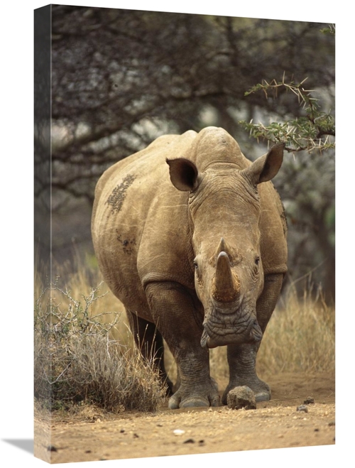 Global Gallery GCS-395759-1624-142 16 x 24 in. White Rhinoceros Female