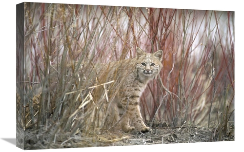 Global Gallery GCS-451865-1624-142 16 x 24 in. Bobcat Juvenile Emergin