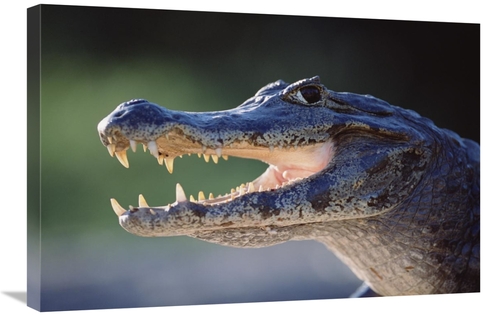 Global Gallery GCS-451485-2030-142 20 x 30 in. Jacare Caiman Portrait&